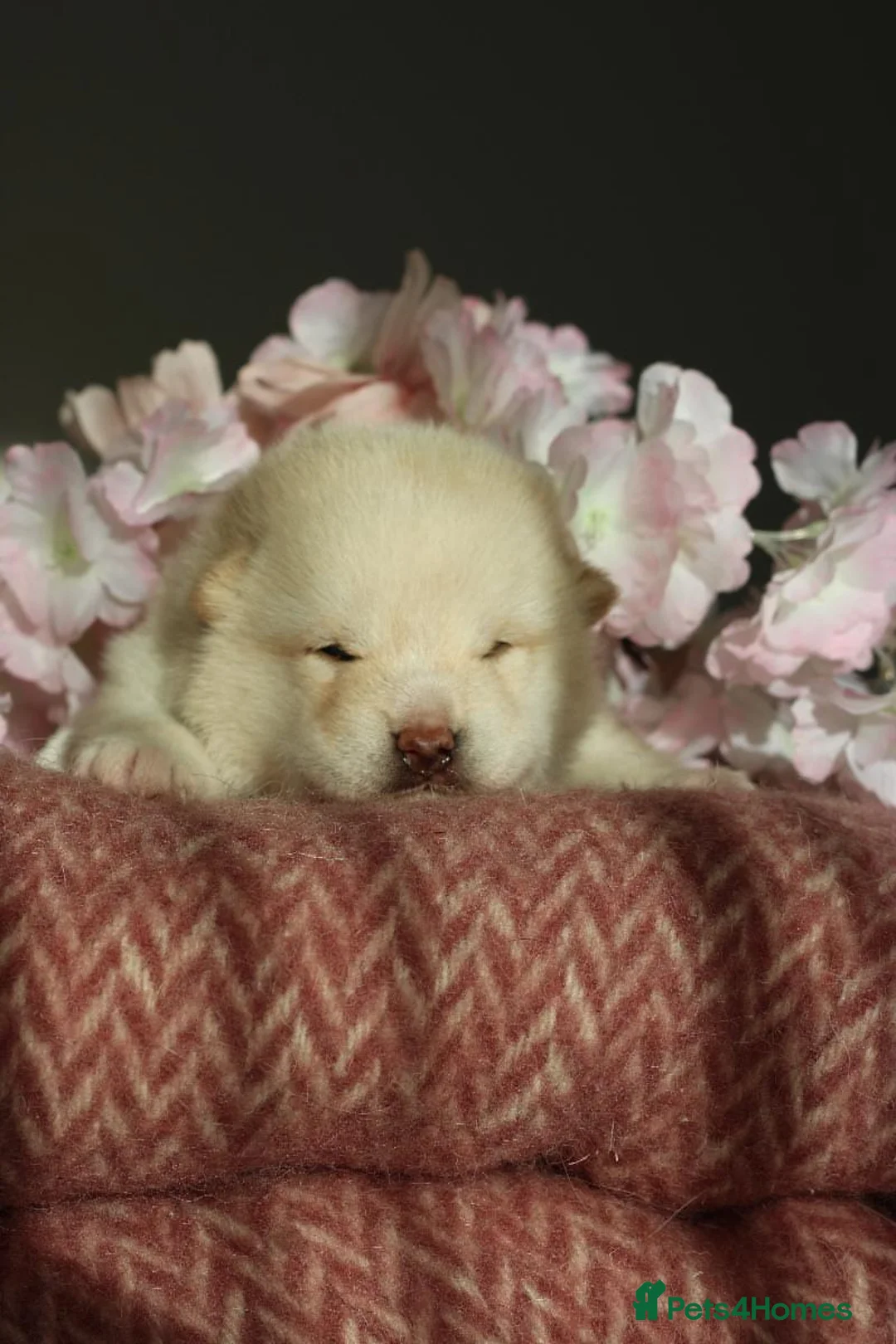 Japanese Shiba Inu dogs for sale: Cream Japanese Shiba Inu male  - Advert 1
