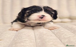 Cavapoo dogs for sale: Adorable Cavapoo Pups fully health tested parents - Image 13