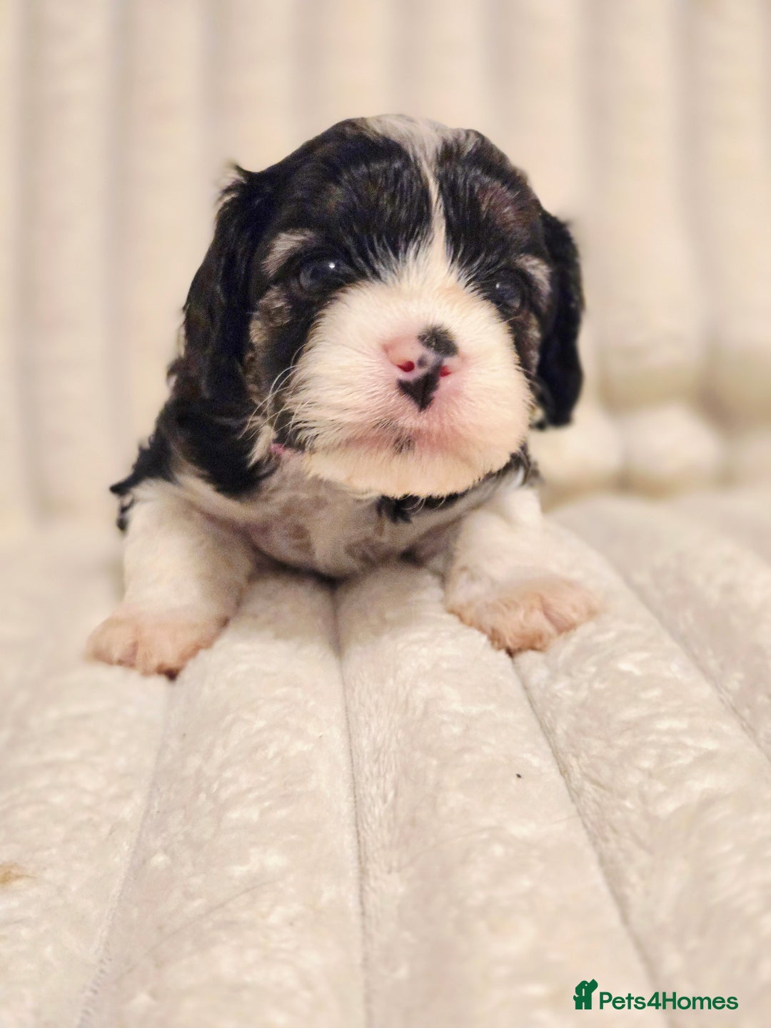 Cavapoo dogs for sale: Adorable Cavapoo Pups fully health tested parents - Image 13