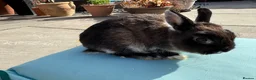 Netherland Dwarf rabbits for sale: Netherland dwarf rabbit - Advert 2