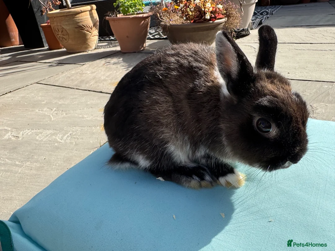 Netherland Dwarf rabbits for sale: Netherland dwarf rabbit - Advert 2