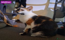 Mixed Breed cats for sale: Gorgeous Chunky Kittens  - Image 21