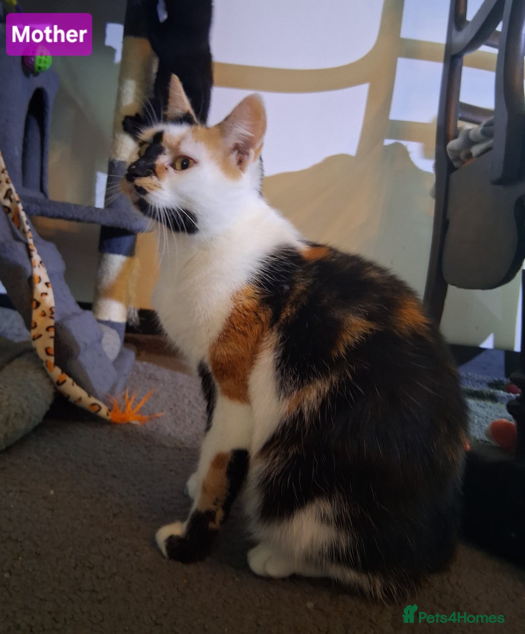 Mixed Breed cats for sale: Gorgeous Chunky Kittens  - Image 21