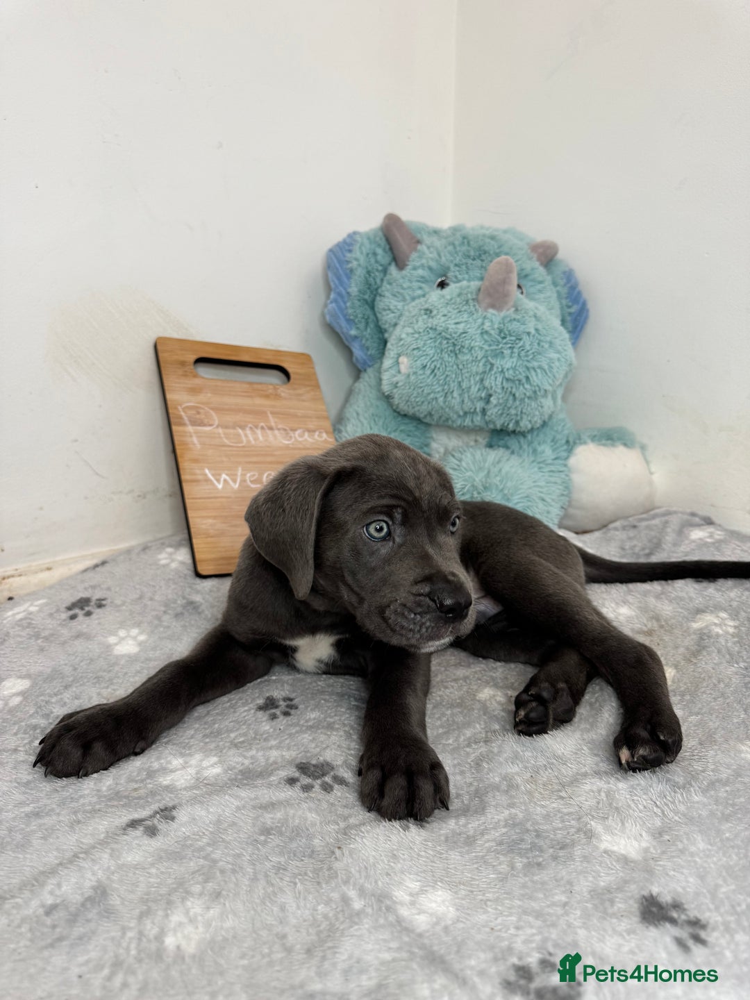 Cane Corso dogs for sale: Cane corso puppies for sale  - Image 30