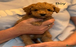 Toy Poodle dogs for sale: Toy poodle puppies  - Image 4