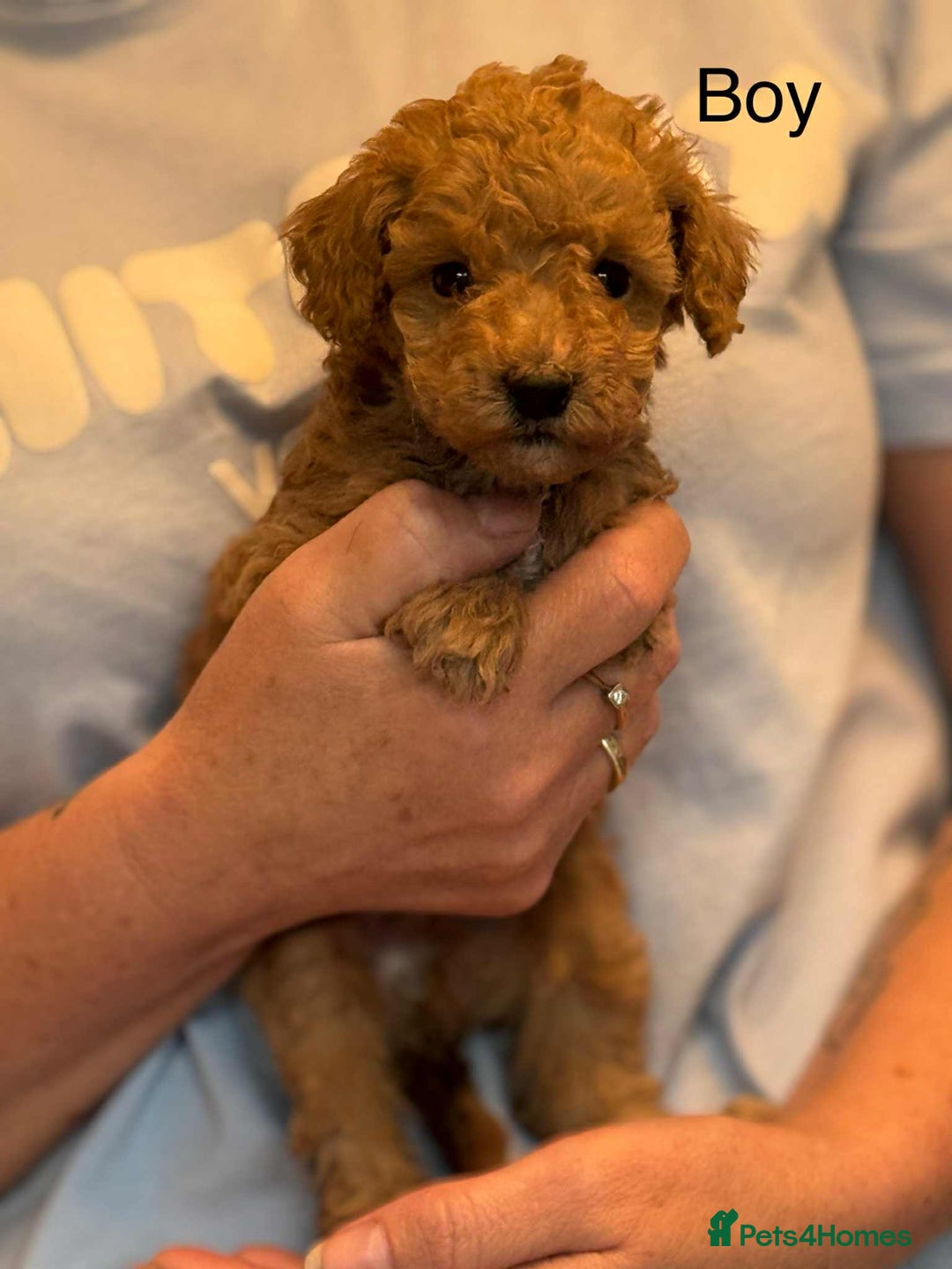 Toy Poodle dogs for sale: Toy poodle puppies  - Image 4