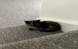 Mixed Breed cats for sale: Mixed breed domestic and Scottish fold  - Image 4