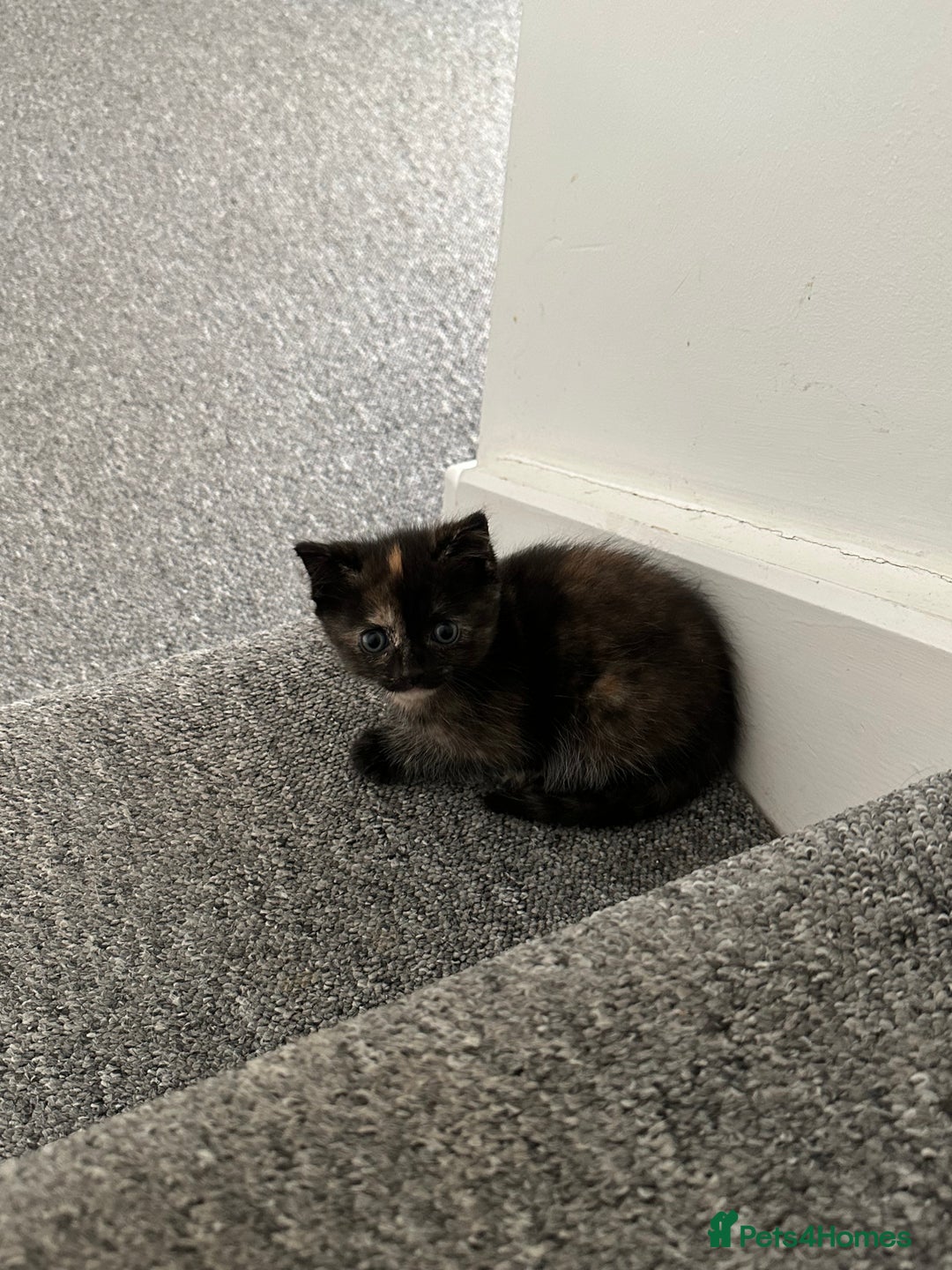 Mixed Breed cats for sale: Mixed breed domestic and Scottish fold  - Image 4