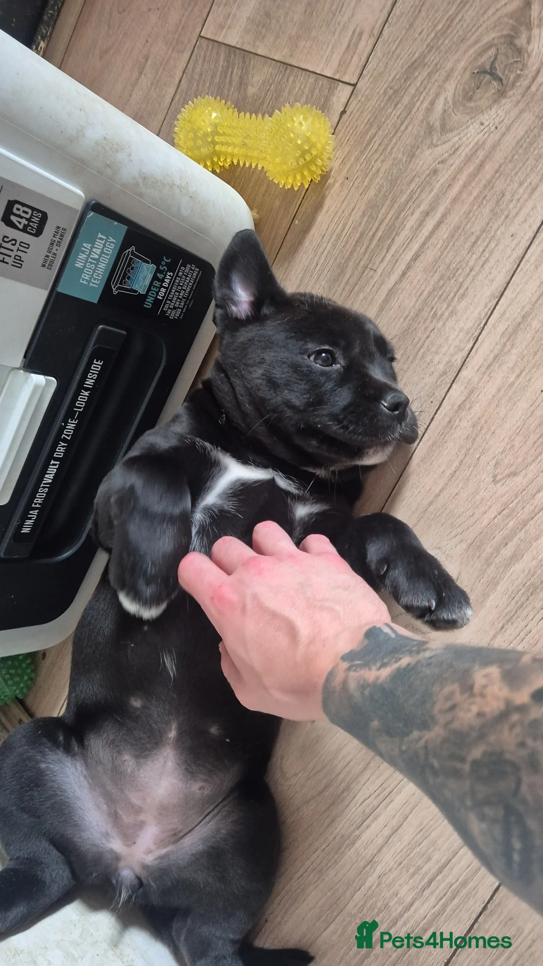 Mixed Breed dogs [6of12left]Rare Cane Corso x Husky royal canin fed - Advert 2