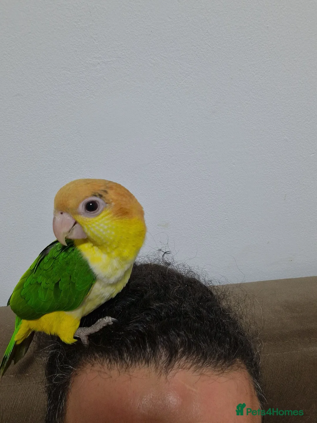 Parrots birds for sale: Hand reared baby caique parrot  - Advert 2