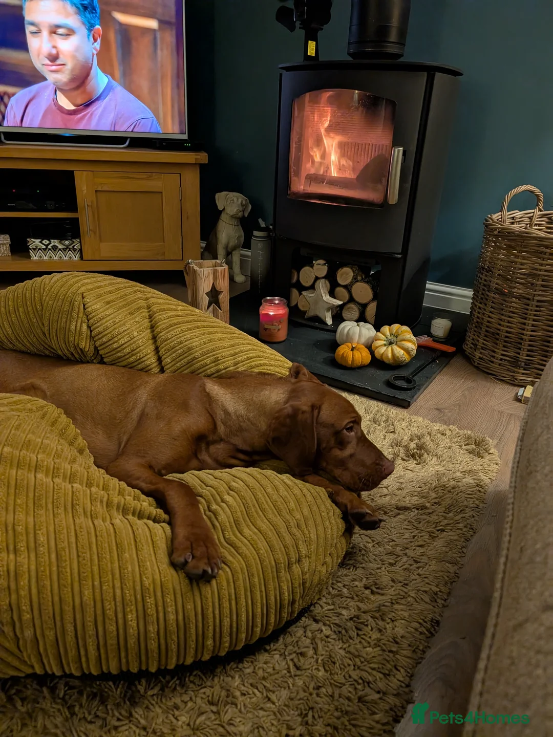 Hungarian Vizsla dogs for sale: Hungarian Visla  - Advert 3