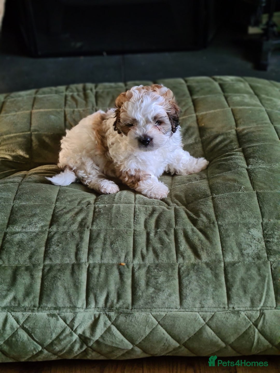 Shihpoo dogs for sale: 6 shihpoo puppy's got sale  - Advert 2