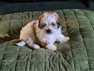 Shihpoo dogs 6 shihpoo puppy's got sale - Advert 1