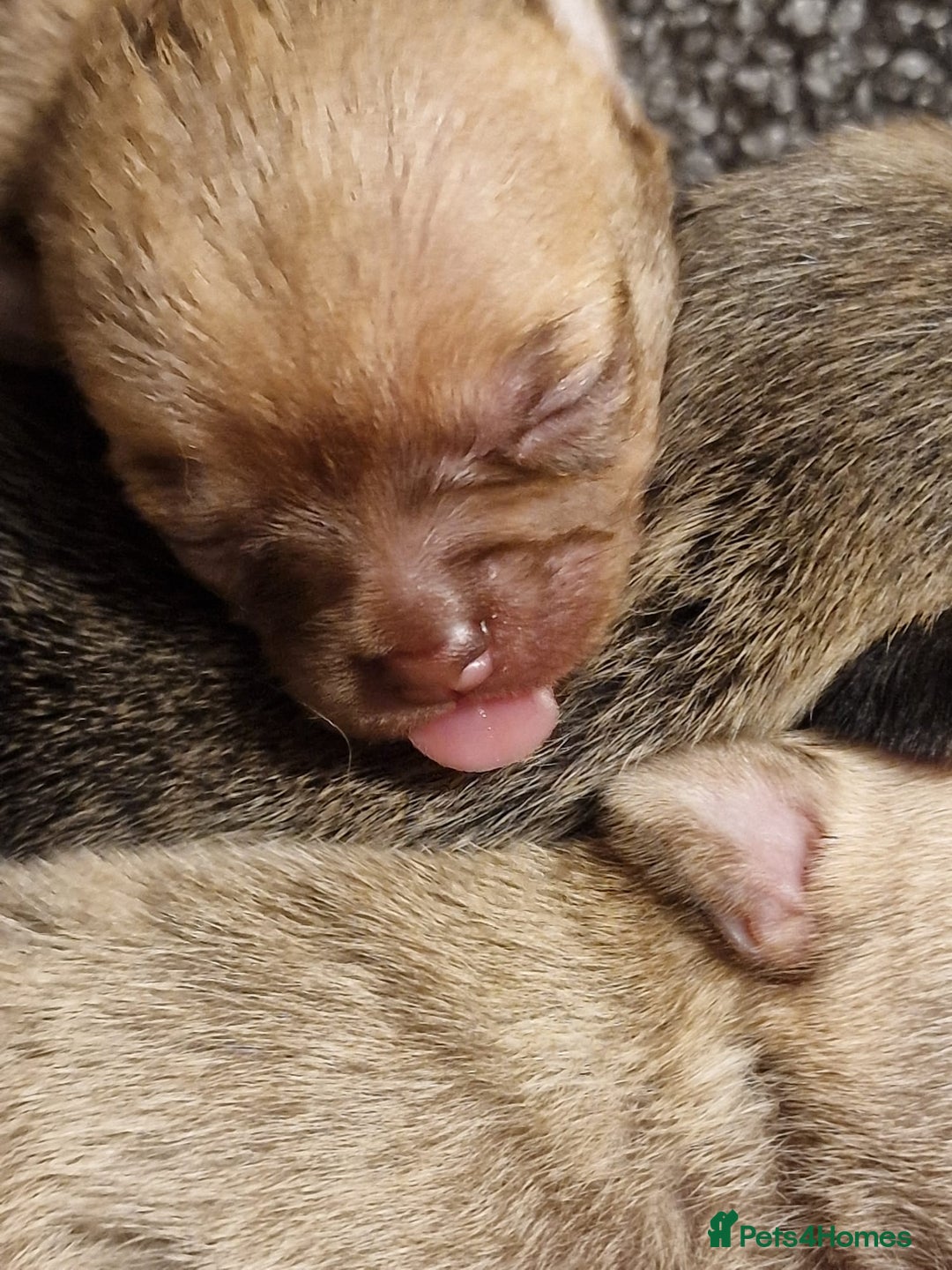 Chihuahua dogs for sale: Adorable Chihuahua Puppies Ready Soon!  - Advert 8