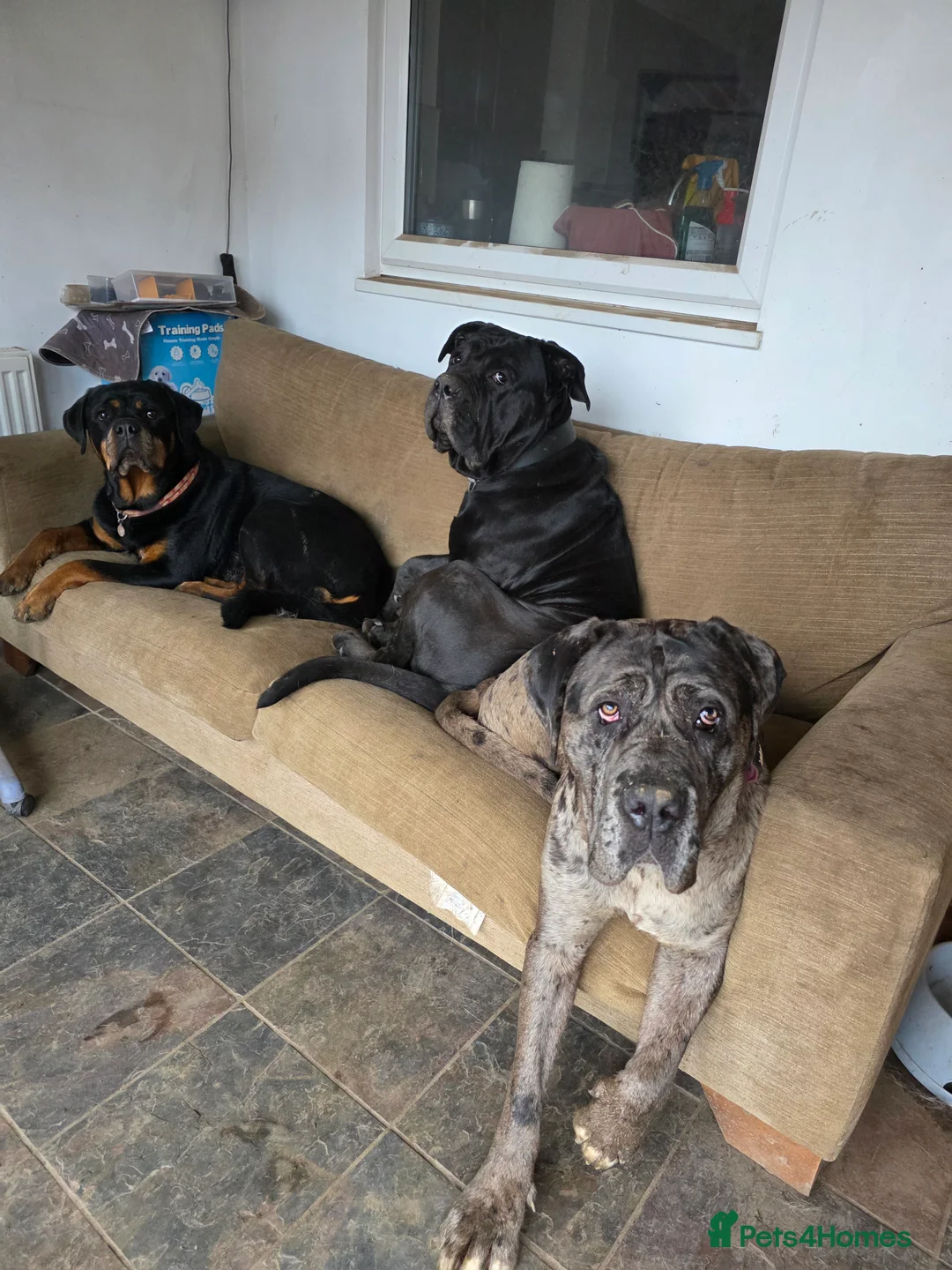 Cane Corso dogs for adoption: Cleo cane corso cross  - Advert 2