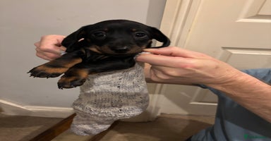 Dachshund dogs - Advert 5