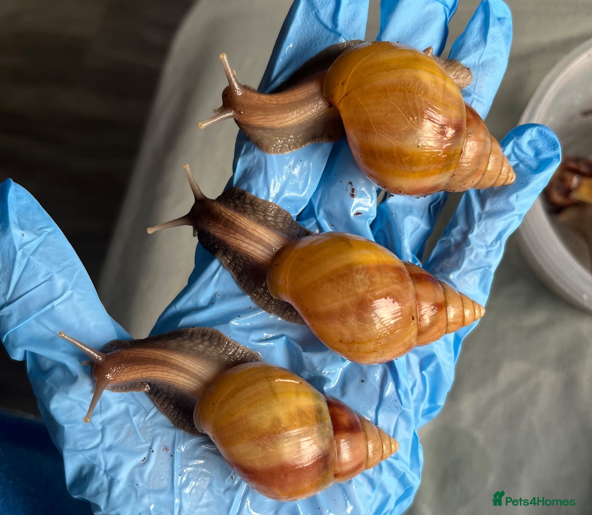 Snails invertebrates Lissachatina fulica  - Advert 15
