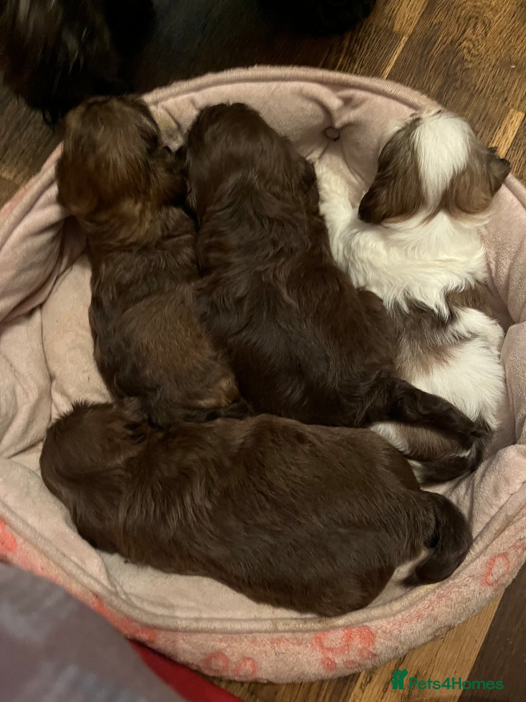 Shih Tzu dogs for sale: Adorable Shih Tzu puppies  - Image 4