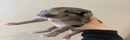 Mixed Breed dogs for sale: Whippet x lurcher pups - Advert 27