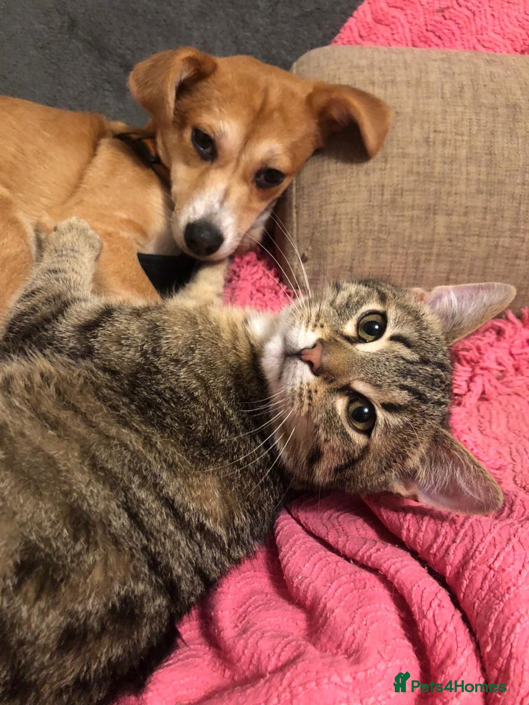 Mixed Breed dogs for adoption: ❤🐶 Lalia – A Delicate Love-Bug  🐶❤ - Image 9