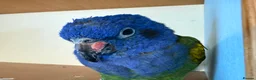 Parrots birds for sale: Rare H/R Blue Headed Pionus for sale. - Advert 3