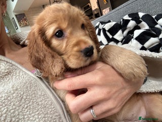 Cockapoo dogs - Advert 8