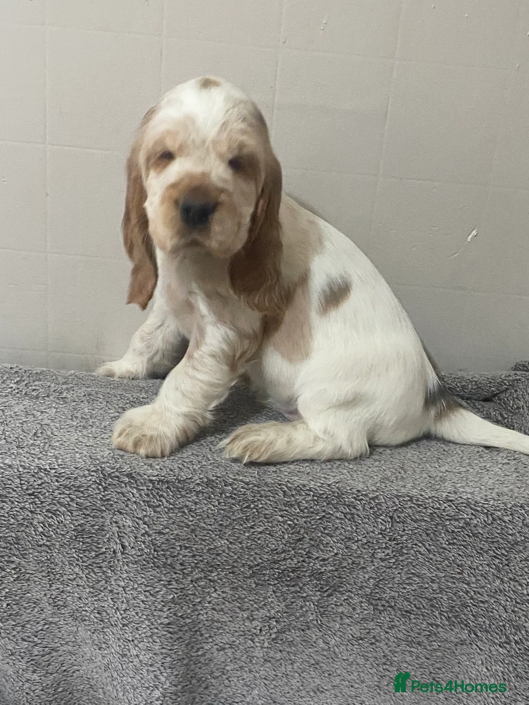 Cocker Spaniel dogs for sale: ‘Show Type’ Cocker Spaniel Puppies. KC Registered. - Advert 18