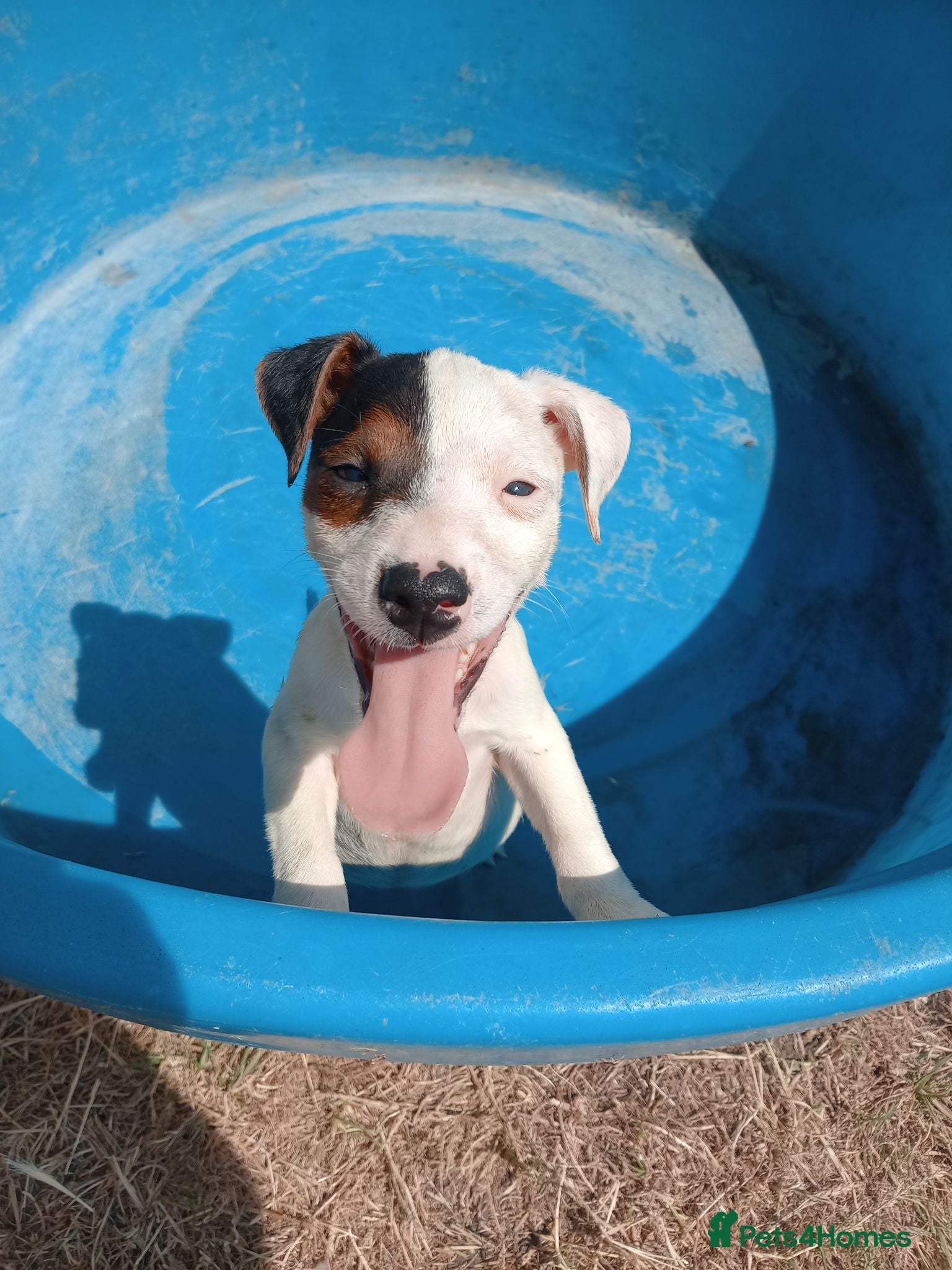 Jack Russell dogs JRT puppies ALL VACCINATED AND MICROCHIPPED  - Advert 11