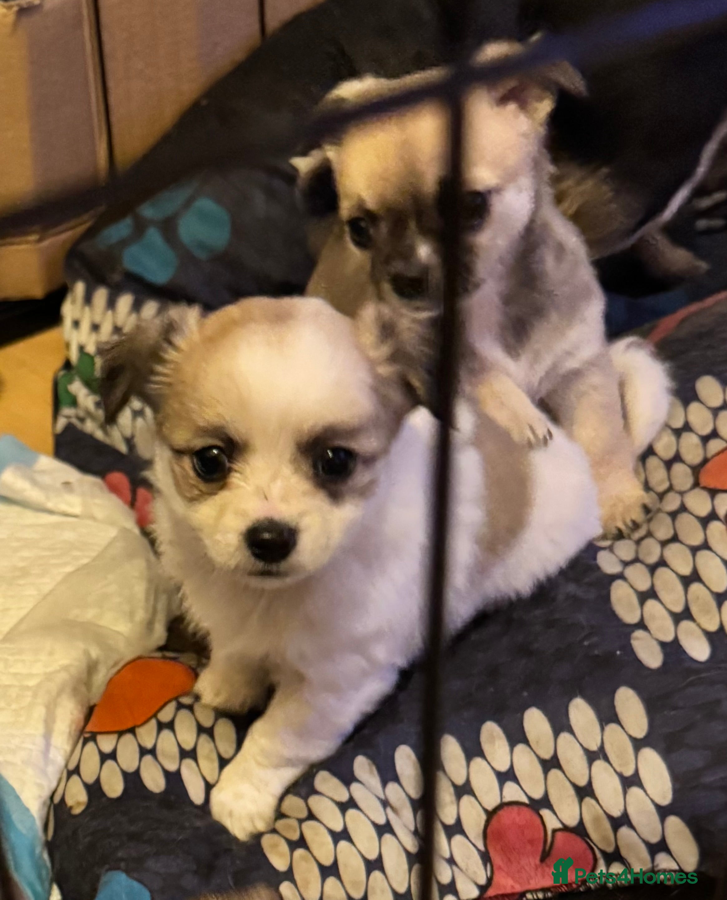 Chihuahua dogs Chihuahua pups - ready for forever homes now - Advert 14