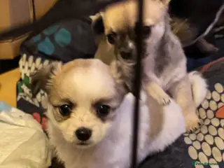 Chihuahua dogs Chihuahua pups - ready for forever homes now - Advert 14