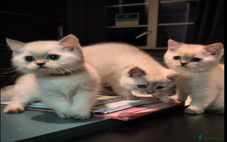 British Shorthair cats for sale: 💙❤️COLORPOINT 🐾BSH 🏆GCCF & TICA reg - Image 15