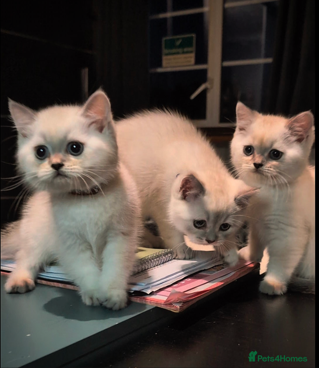 British Shorthair cats for sale: 💙❤️COLORPOINT 🐾BSH 🏆GCCF & TICA reg - Image 15