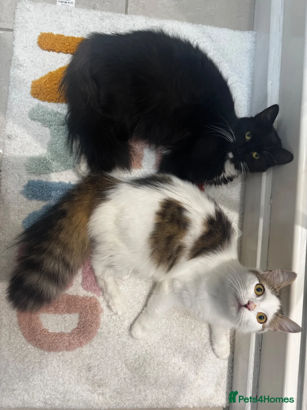 Mixed Breed cats for sale: Beautiful Baby Kittens  - Advert 2