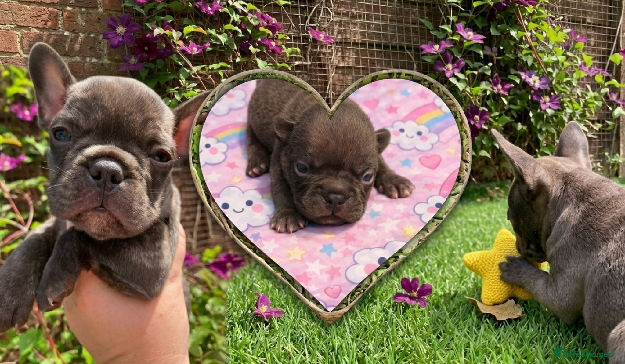French Bulldog dogs KC French Bulldog - One Left Chocolate - Advert 3