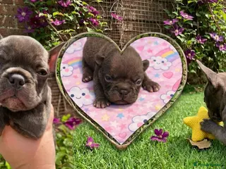 French Bulldog dogs KC French Bulldog - One Left Chocolate - Advert 3