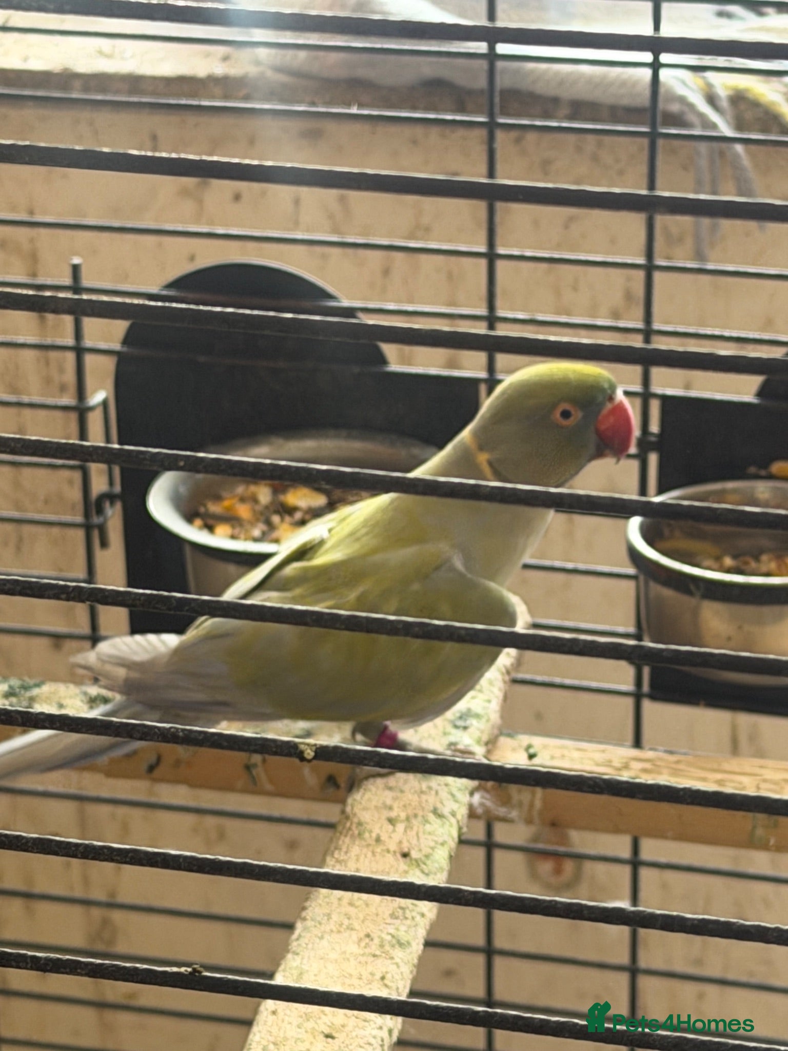 Ringnecks birds Male purple and olive - Advert 1