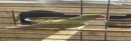 Ringnecks birds for sale: Male purple and olive - Advert 1