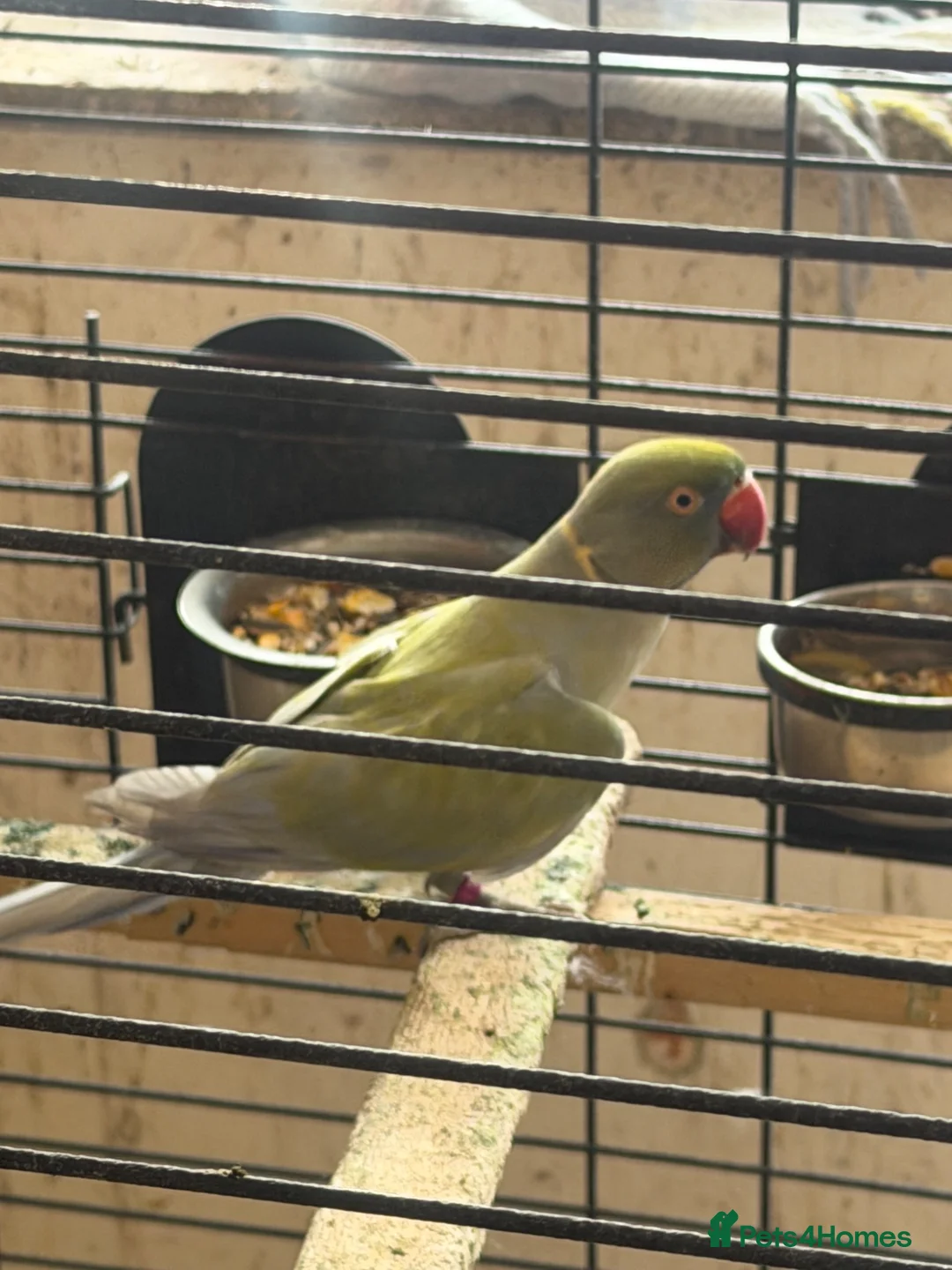 Ringnecks birds for sale: Male purple and olive - Advert 1