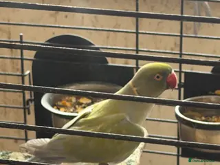 Ringnecks birds Male purple and olive - Advert 1