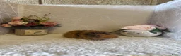 Guinea Pig rodents for sale: Mixed litter of baby guinea pigs 💕 - Advert 2