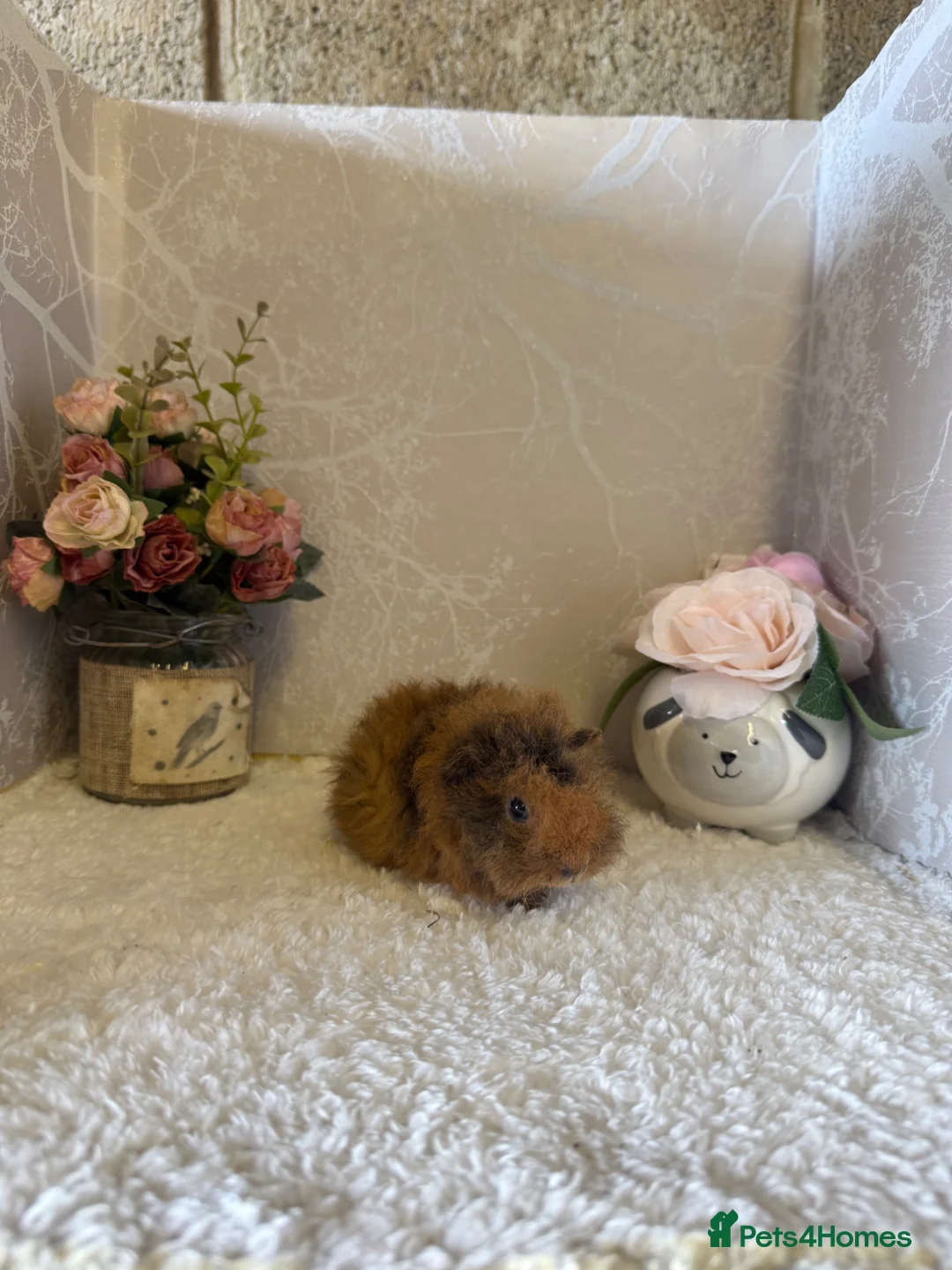 Guinea Pig rodents for sale: Mixed litter of baby guinea pigs 💕 - Advert 2