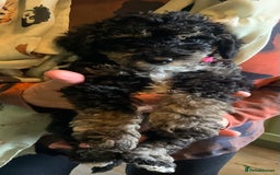 Schnoodle dogs for sale: Miniature Schoodle puppies - Image 21