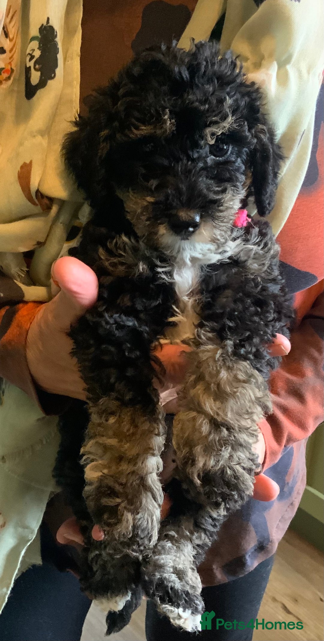 Schnoodle dogs for sale: Miniature Schoodle puppies - Image 21