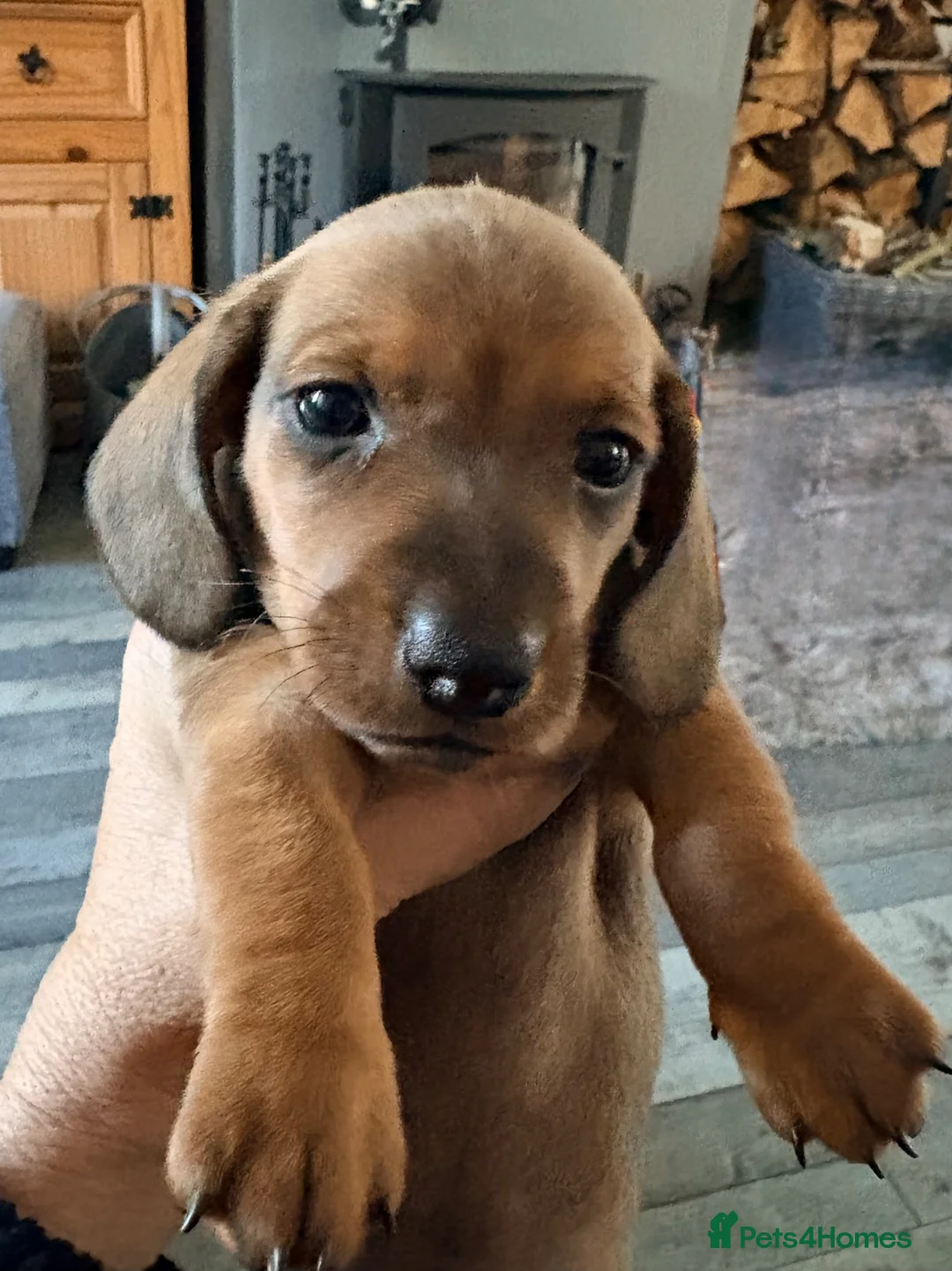 Miniature Dachshund dogs for sale: KC registered Miniature Smooth haired Dachshund  - Advert 26