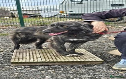 Mixed Breed dogs for adoption: MAGGIE - Image 3