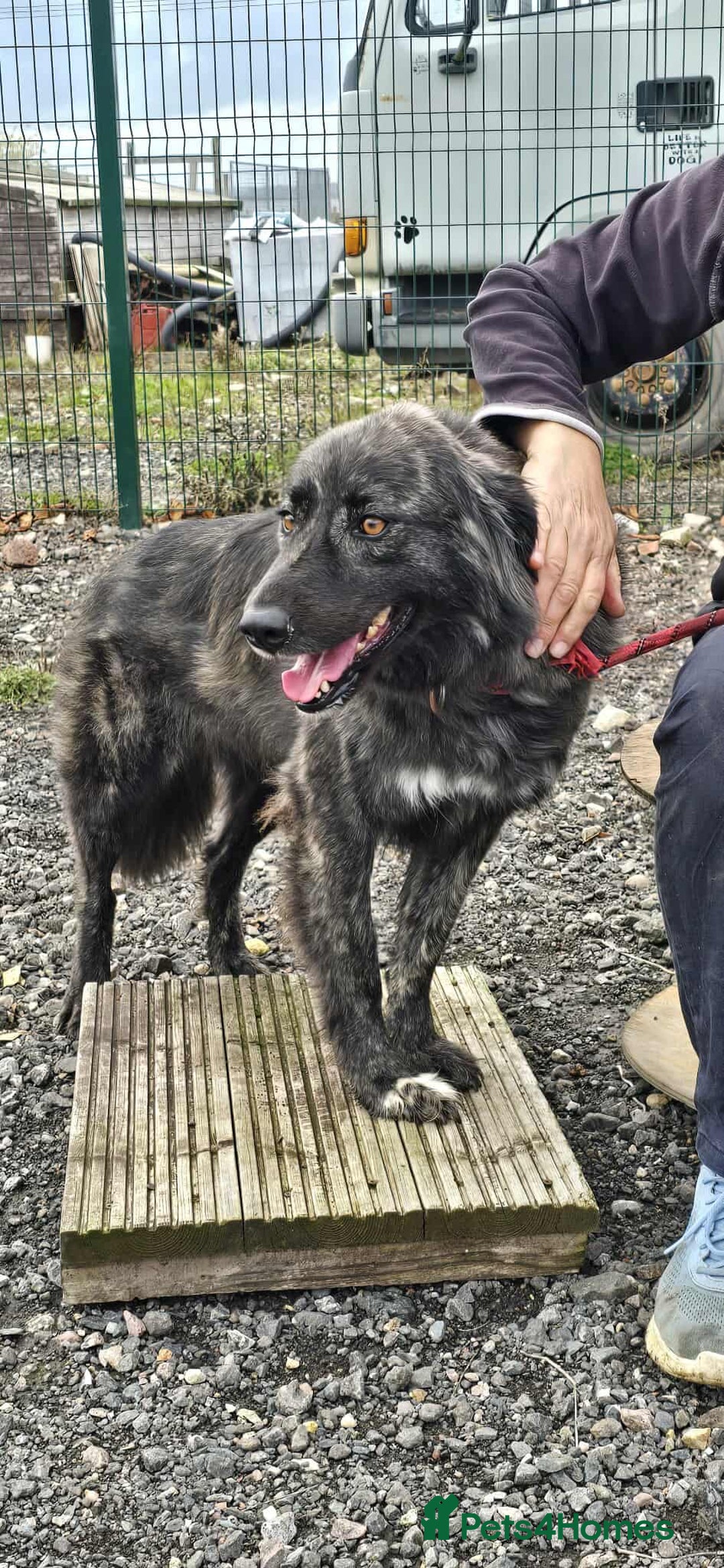 Mixed Breed dogs for adoption: MAGGIE - Image 3