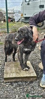 Mixed Breed dogs MAGGIE - Advert 14