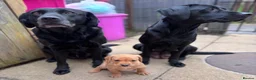 Labrador Retriever dogs for sale: Beautiful female Labrador puppy - last one left - Advert 13