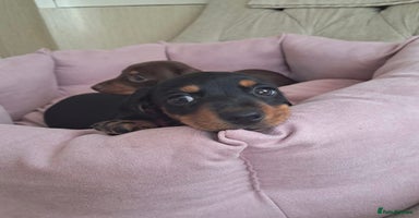 Dachshund dogs Outstanding miniature dachshund puppies  - Advert 14