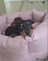 Dachshund dogs Outstanding miniature dachshund puppies - Advert 14